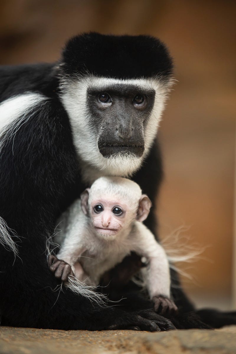 monkey