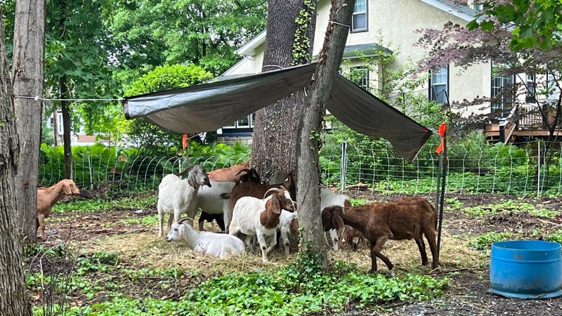 The Delaware County borough of Morton has rented a flock of 19 goats to clear invasive plant species.
