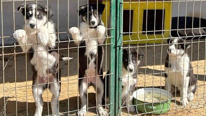 Paws of War in Ukraine