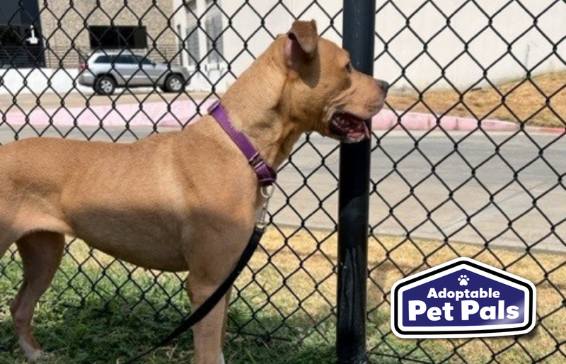 SPCA of Texas