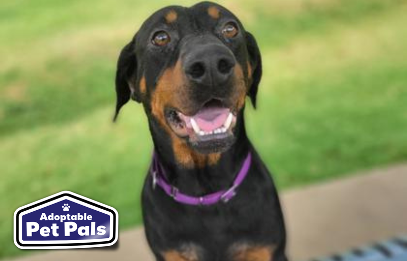 SPCA of Texas