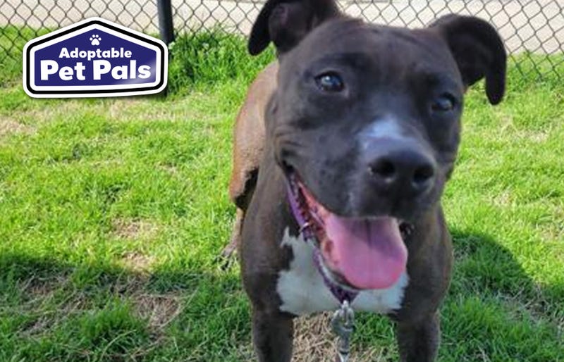 SPCA of Texas