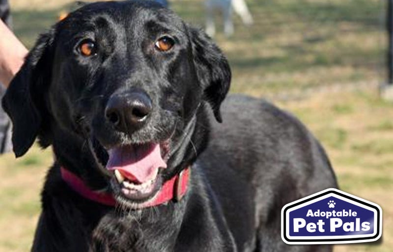 SPCA of Texas
