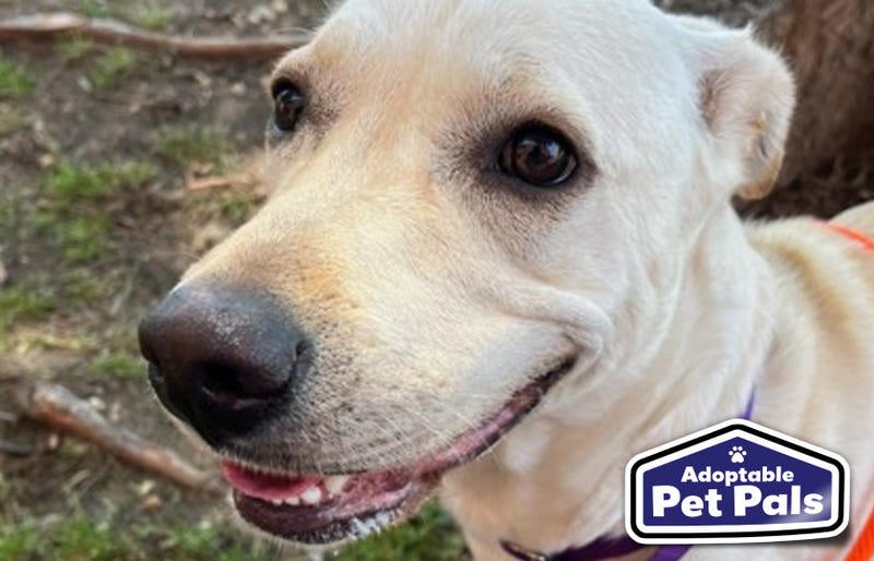 SPCA of Texas
