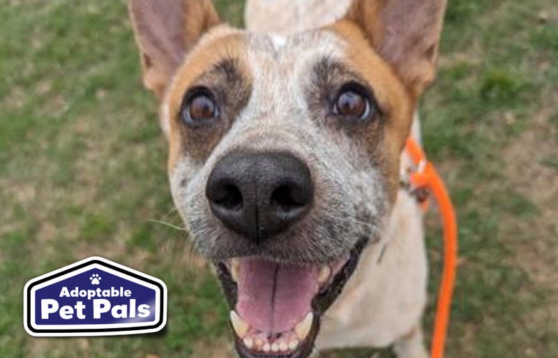 SPCA of Texas