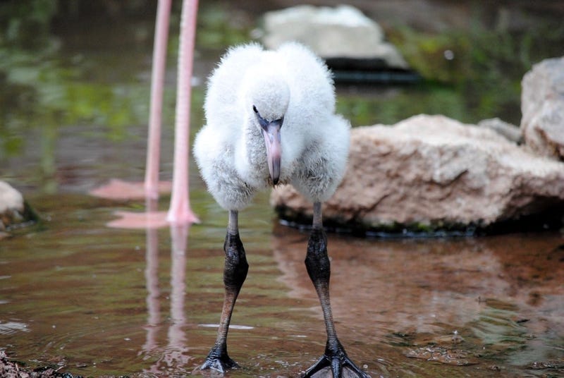 Flamingo Chick