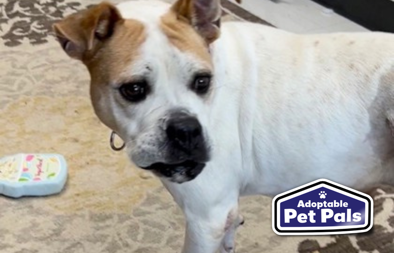 SPCA of Texas