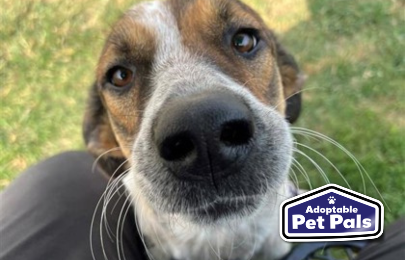 SPCA of Texas