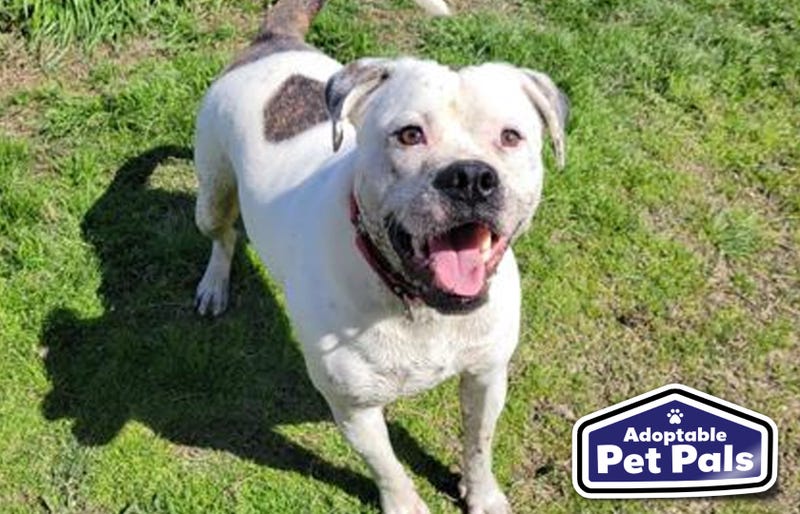 SPCA of Texas