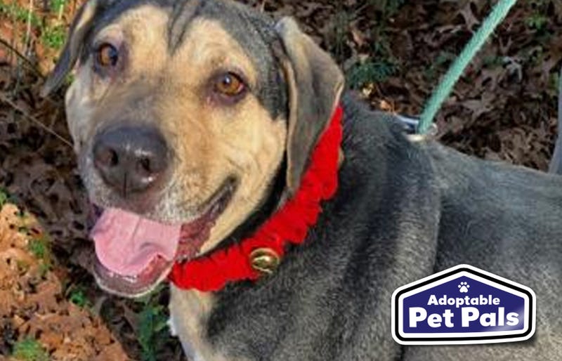 SPCA of Texas