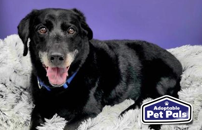SPCA of Texas