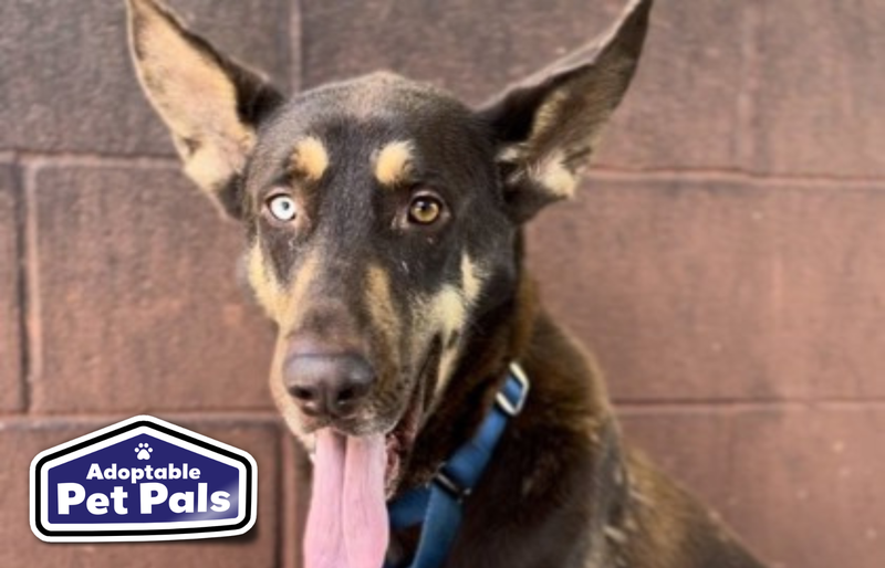 SPCA of Texas