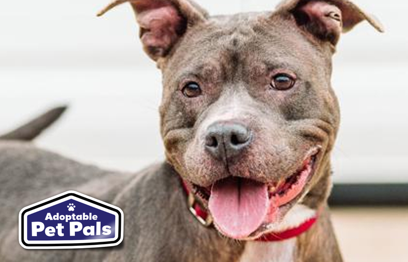 SPCA of Texas