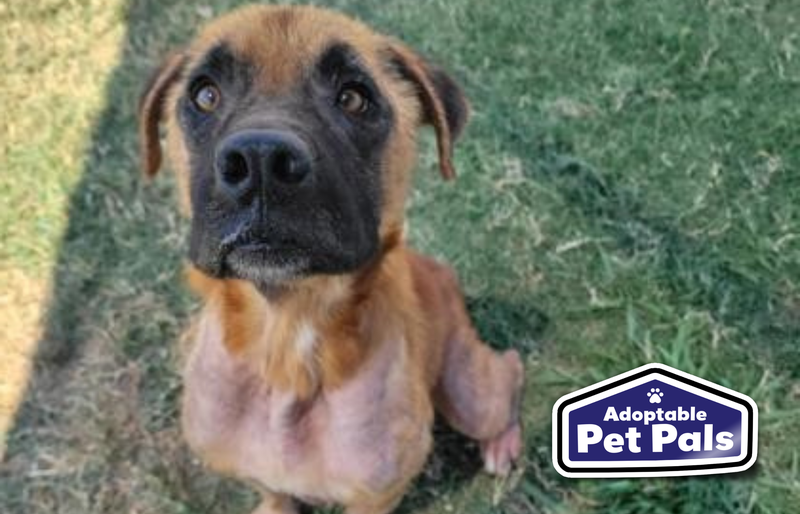SPCA of Texas