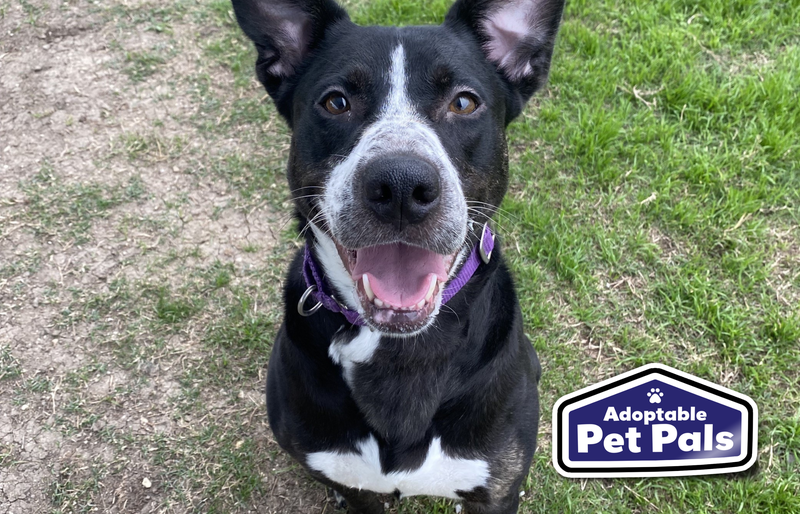 SPCA of Texas