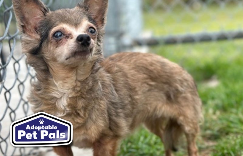 SPCA of Texas
