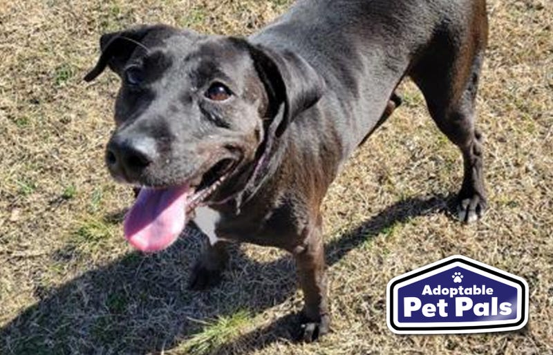 SPCA of Texas