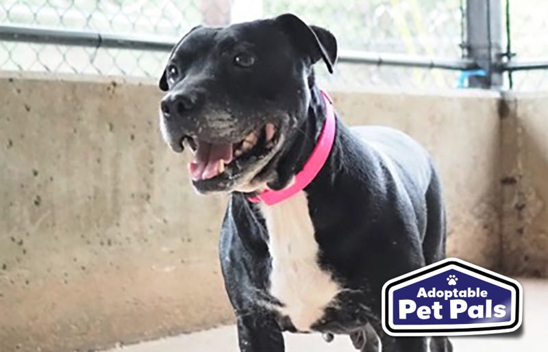 SPCA of Texas