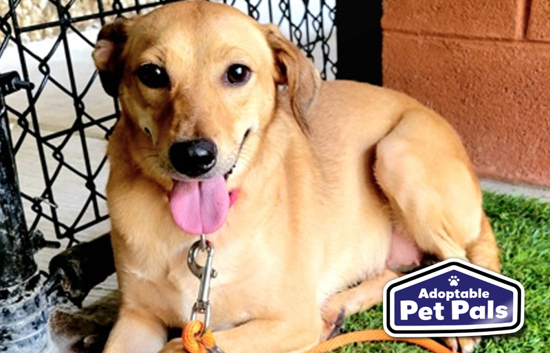 SPCA of Texas
