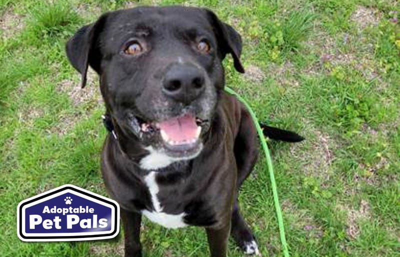 SPCA of Texas