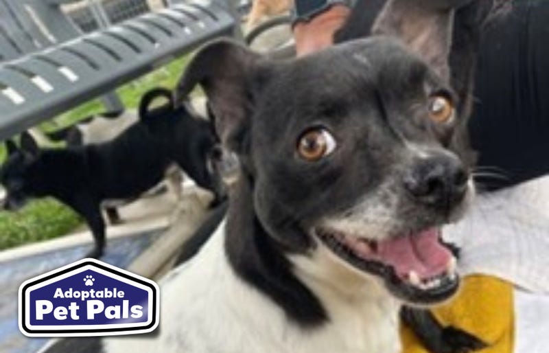 SPCA of Texas