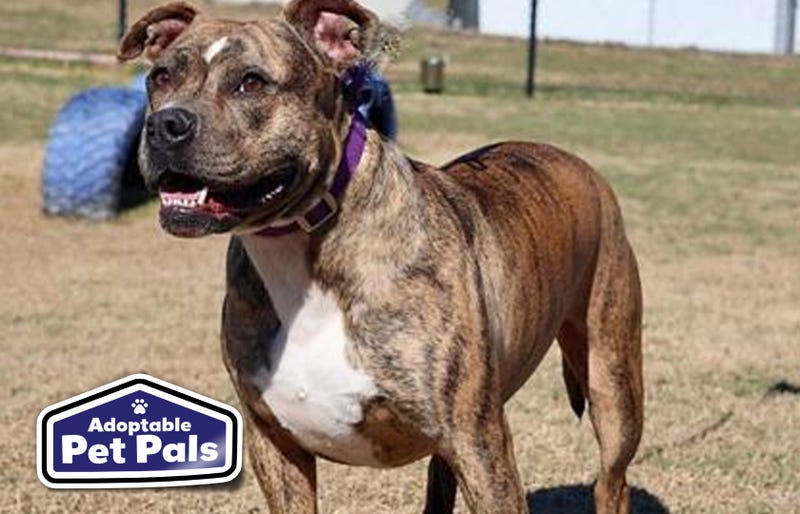 SPCA of Texas