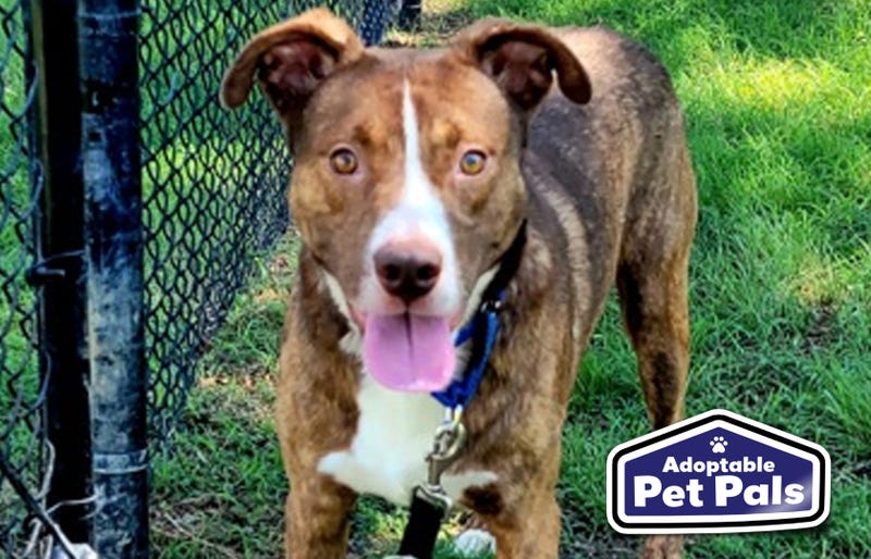 SPCA of Texas