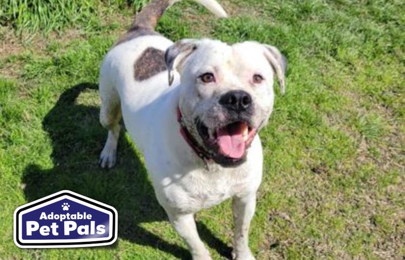 SPCA of Texas