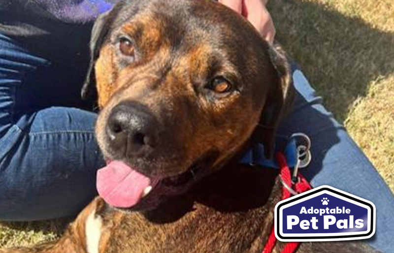 SPCA of Texas