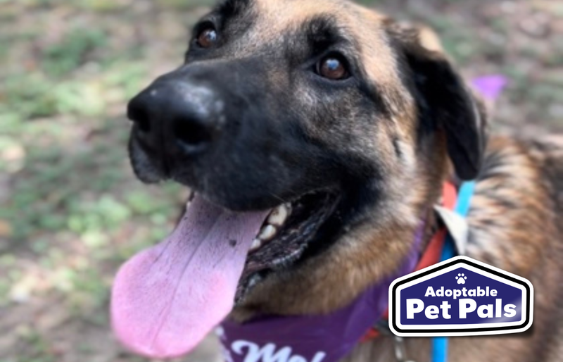 SPCA of Texas