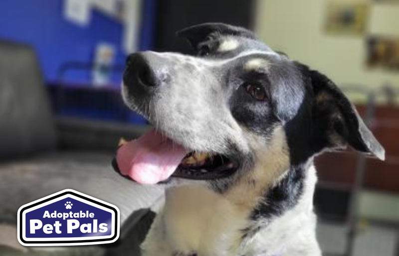 SPCA of Texas