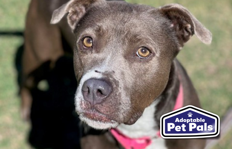 SPCA of Texas
