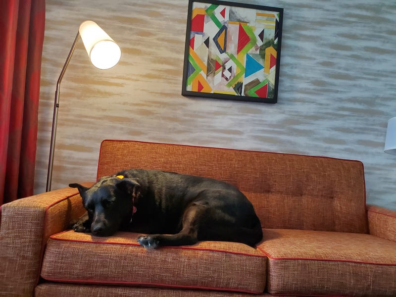 ASPCA