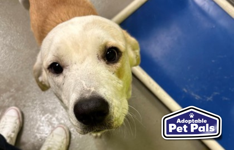 SPCA of Texas