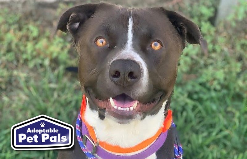 SPCA of Texas