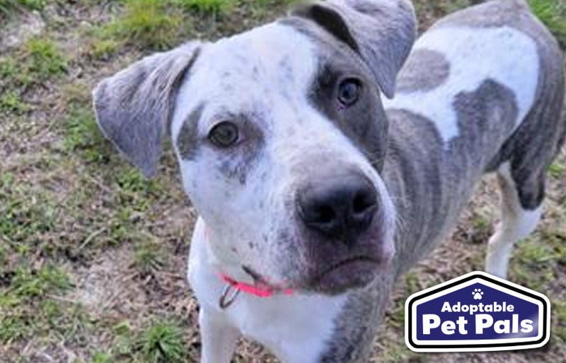 SPCA of Texas