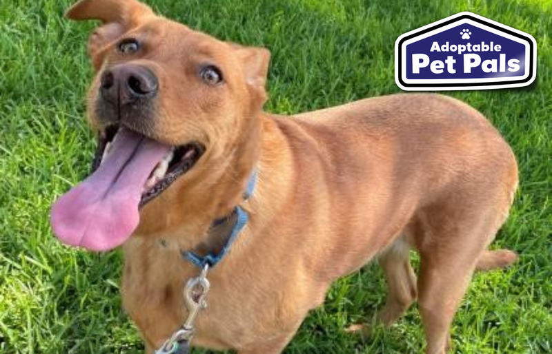 SPCA of Texas