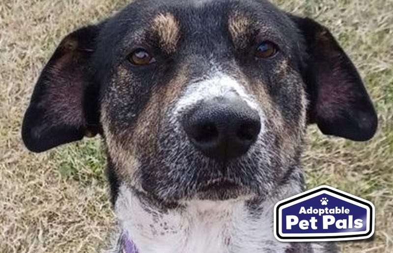 SPCA of Texas