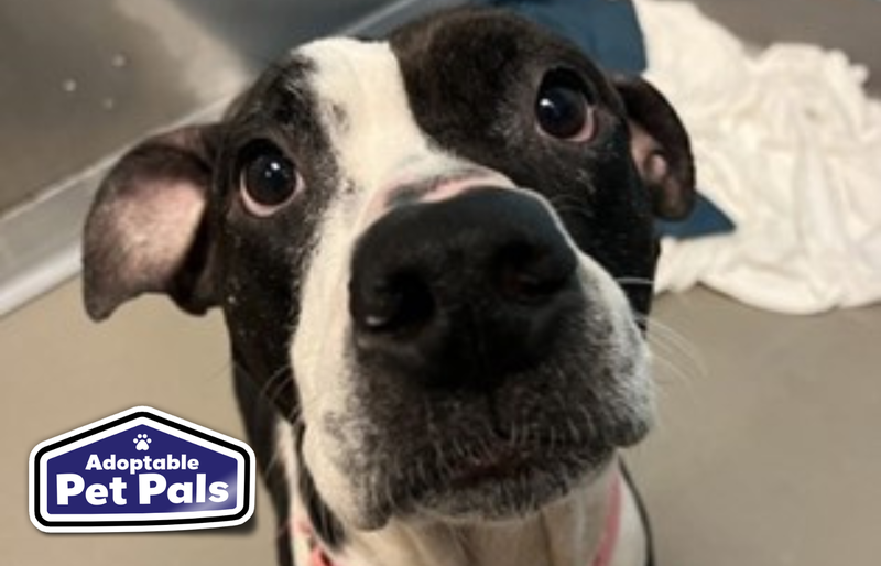 SPCA of Texas