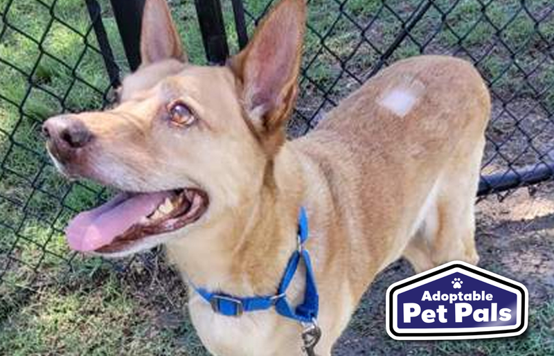 SPCA of Texas