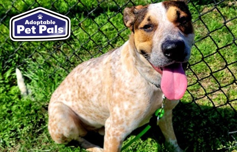 SPCA of Texas