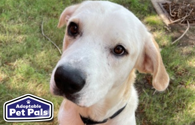 SPCA of Texas