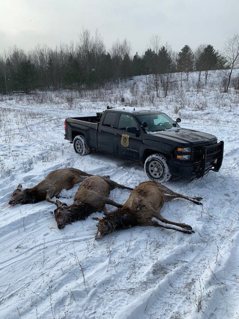 Tips wanted after three more elk poached in northern Michigan 