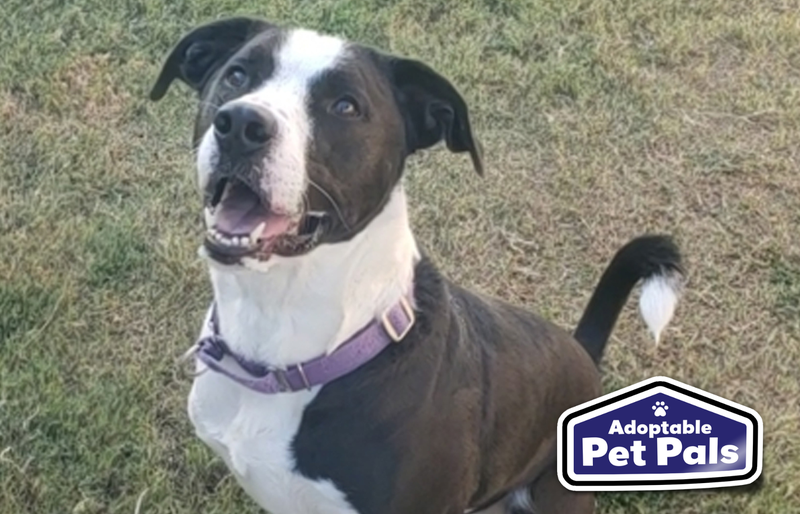SPCA of Texas