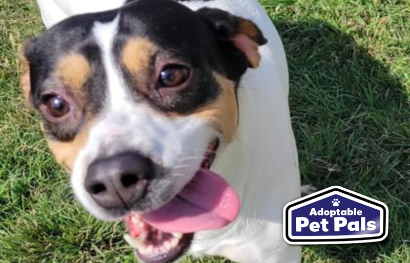 SPCA of Texas