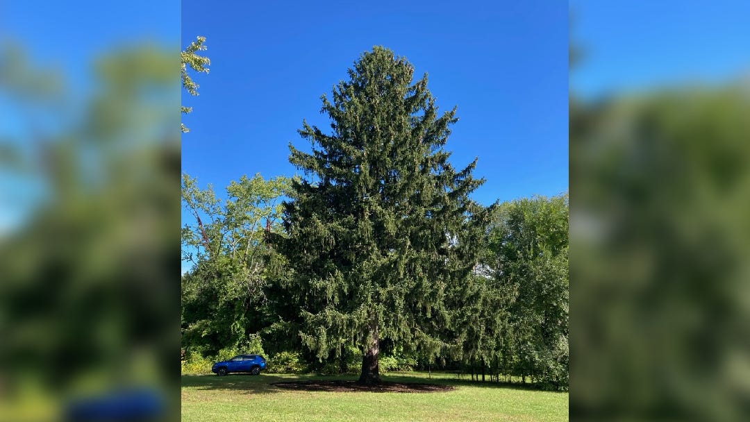 PHOTO: 2022 Rockefeller Center Christmas tree revealed, hails from upstate NY
