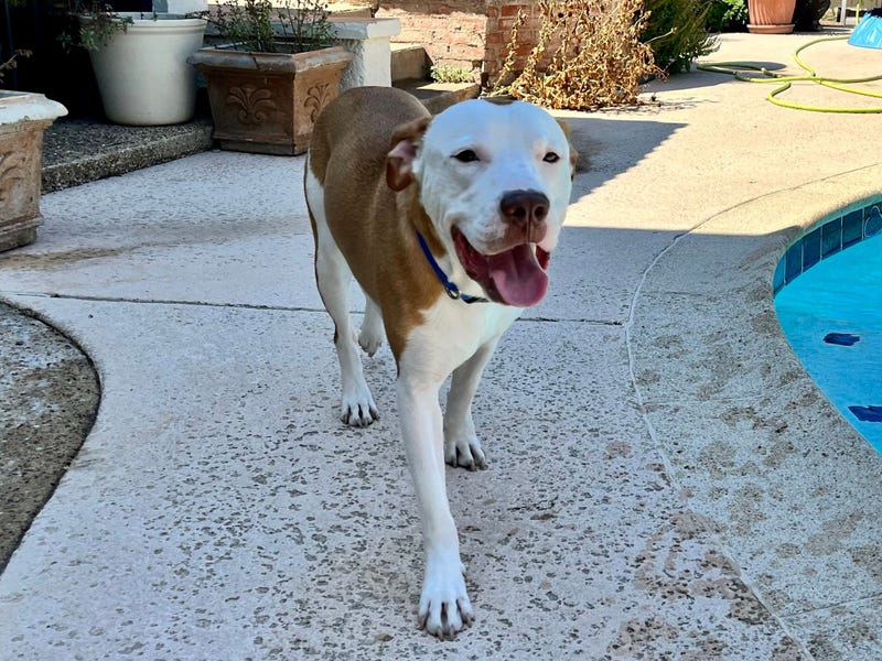Bruce #A1145482