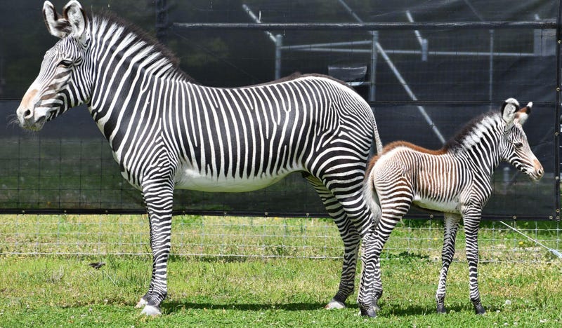 Joshua Sydney-Smith, Saint Louis Zoo