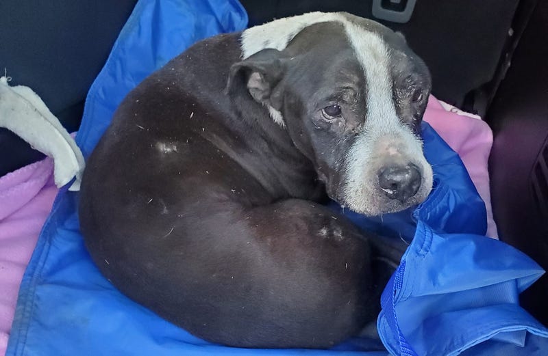 It was a rush to save an elderly pit bull that was discovered buried underground in Southwest Detroit over the weekend after the owners reportedly told police they buried the dog due to failing health.
