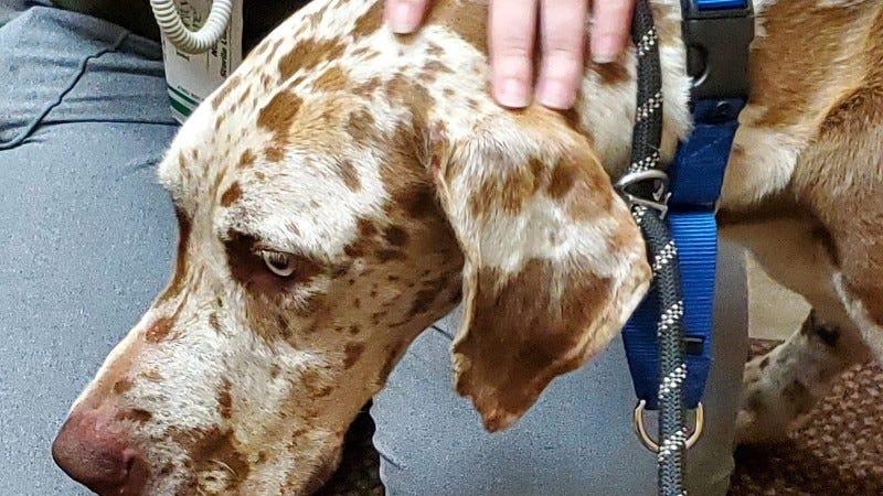Great Dane successfully rescued after stranded on Northern Michigan island for over a month